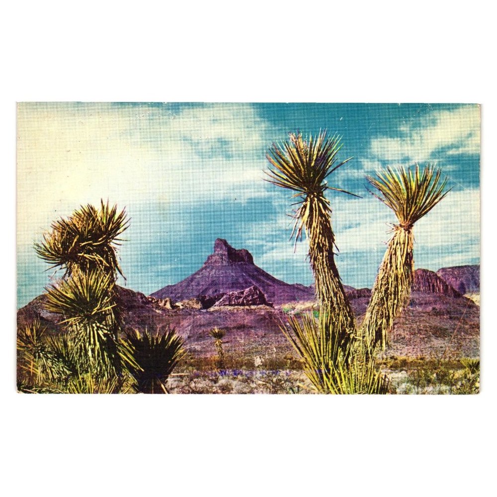 Vintage Postcard Highway 66 Desert Scenery Cactus Mountains Landscape